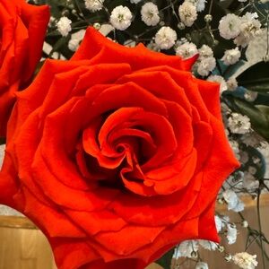 Meet your Posher, Karen